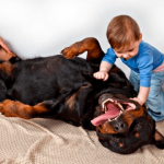 perro rottweiler cuidando niños entrenamiento canino-min