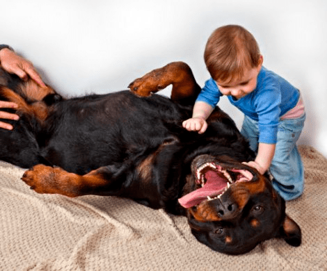 perro rottweiler cuidando niños entrenamiento canino-min