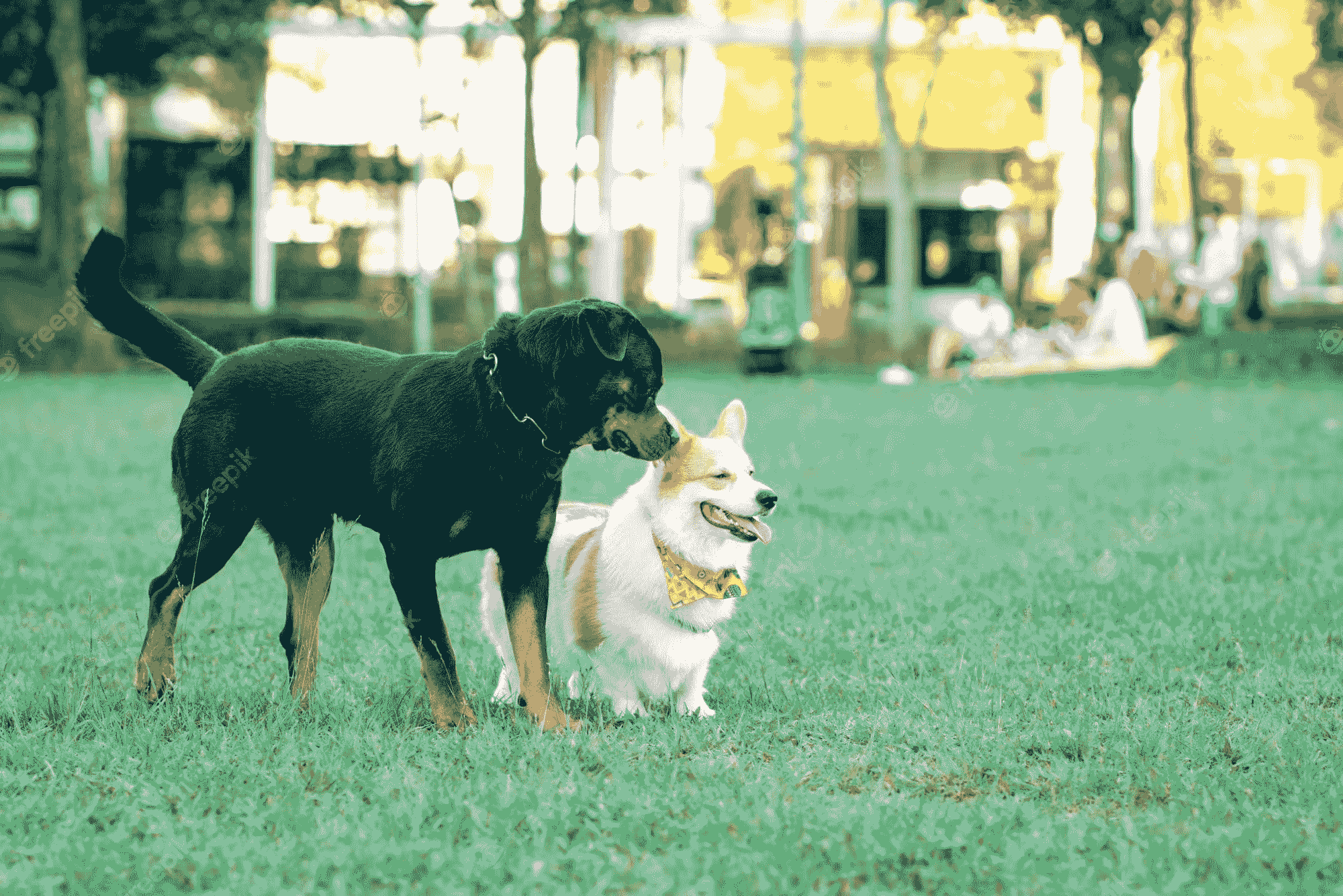 perro rottweiler socializando con perros en entrenamiento canino-min