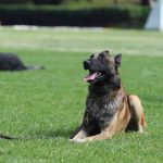 Entrenamiento-básico-para-perros-en-león