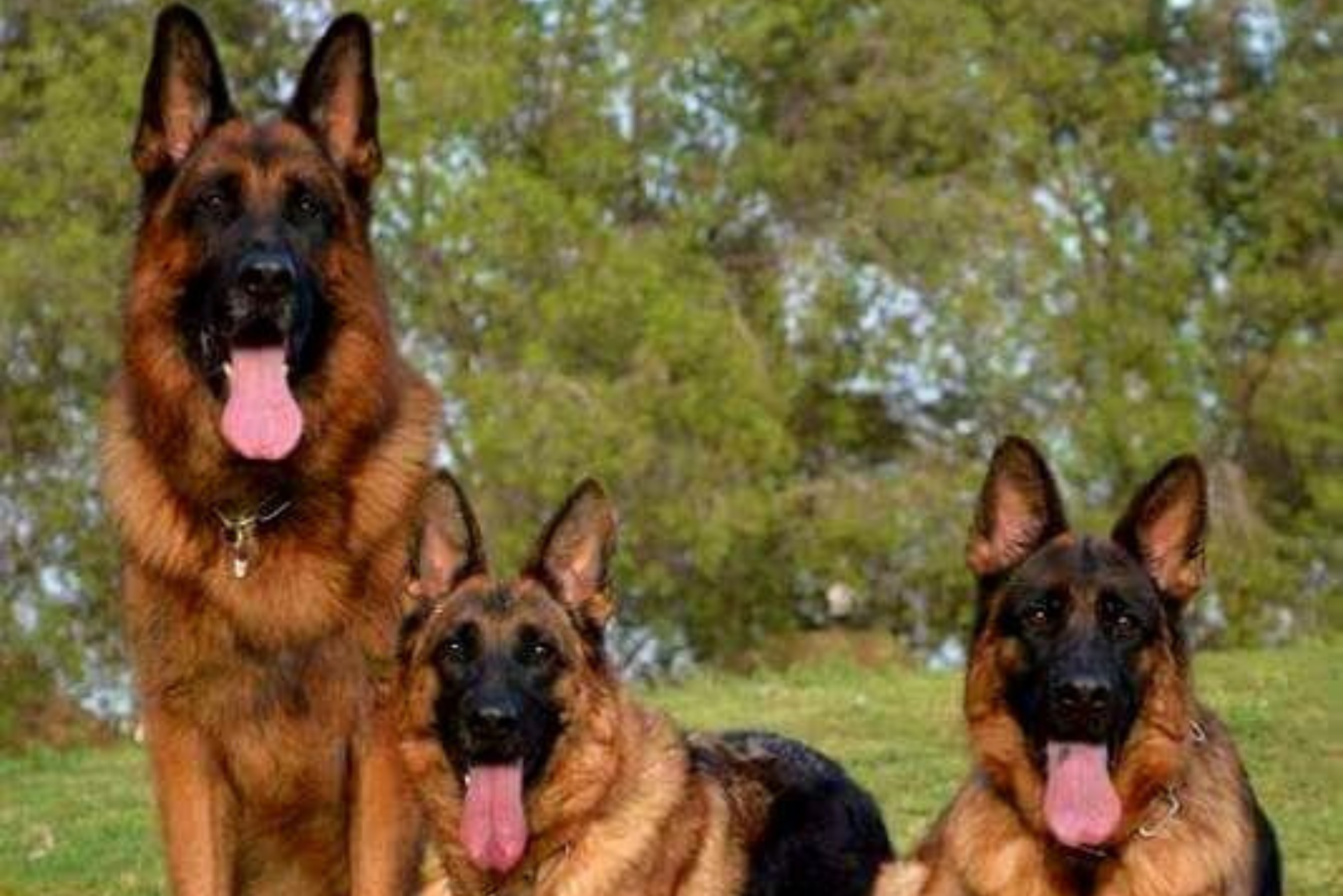 certificacion-para-perros-bh-entrenamiento-para-obediencia-basica-avanzada-guardia-y-protección