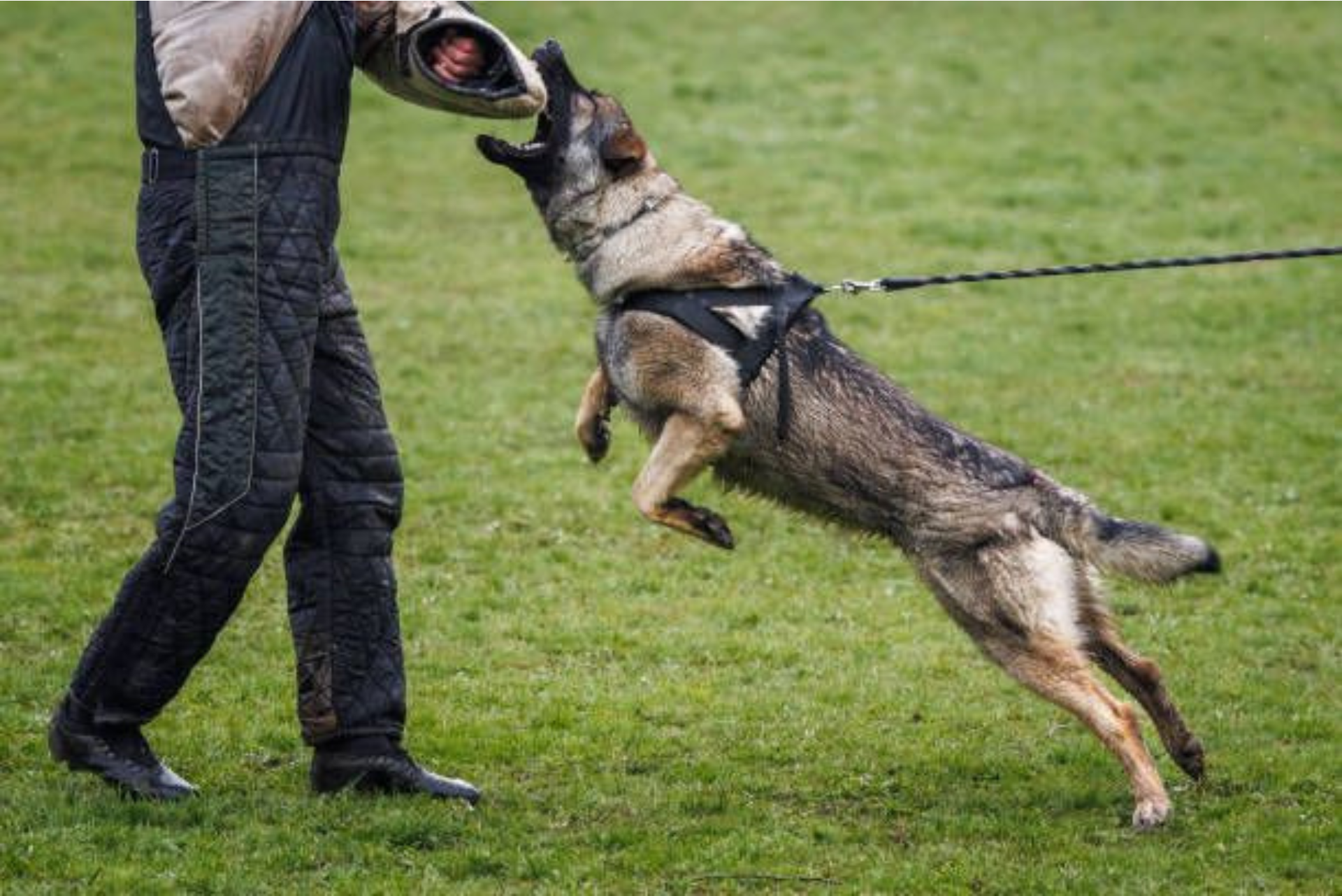 protección-k9-entrenamiento-guardia-para-perro