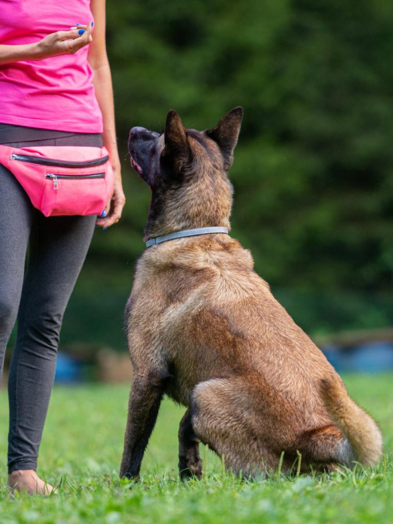 servicio-de-entrenamiento-Adiestramiento de Cacería Canina