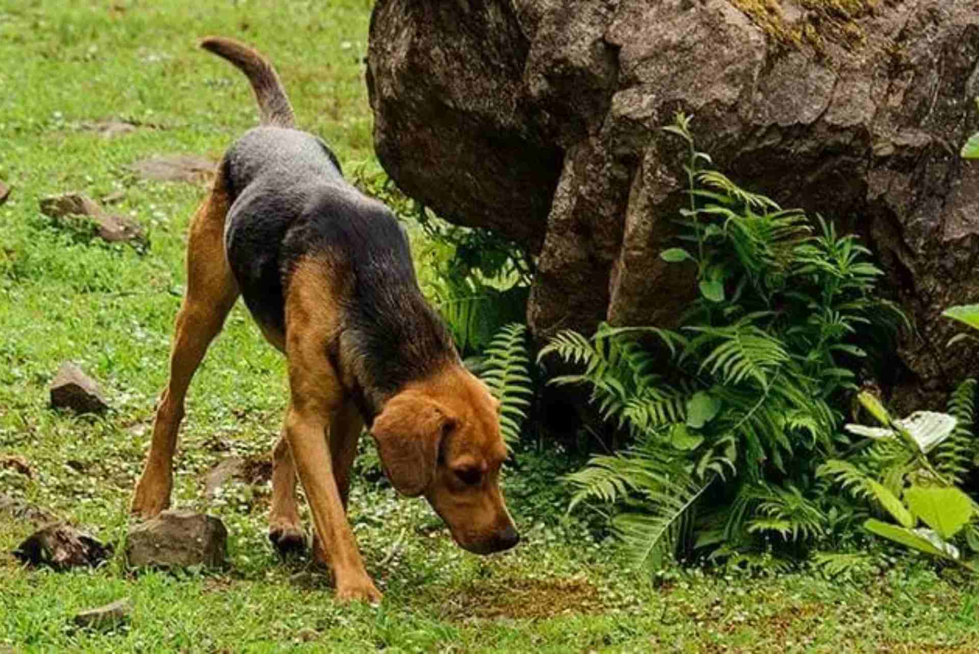entrenamiento-de-rastreo-ybúsqueda-profesional-para-perros-león (2)