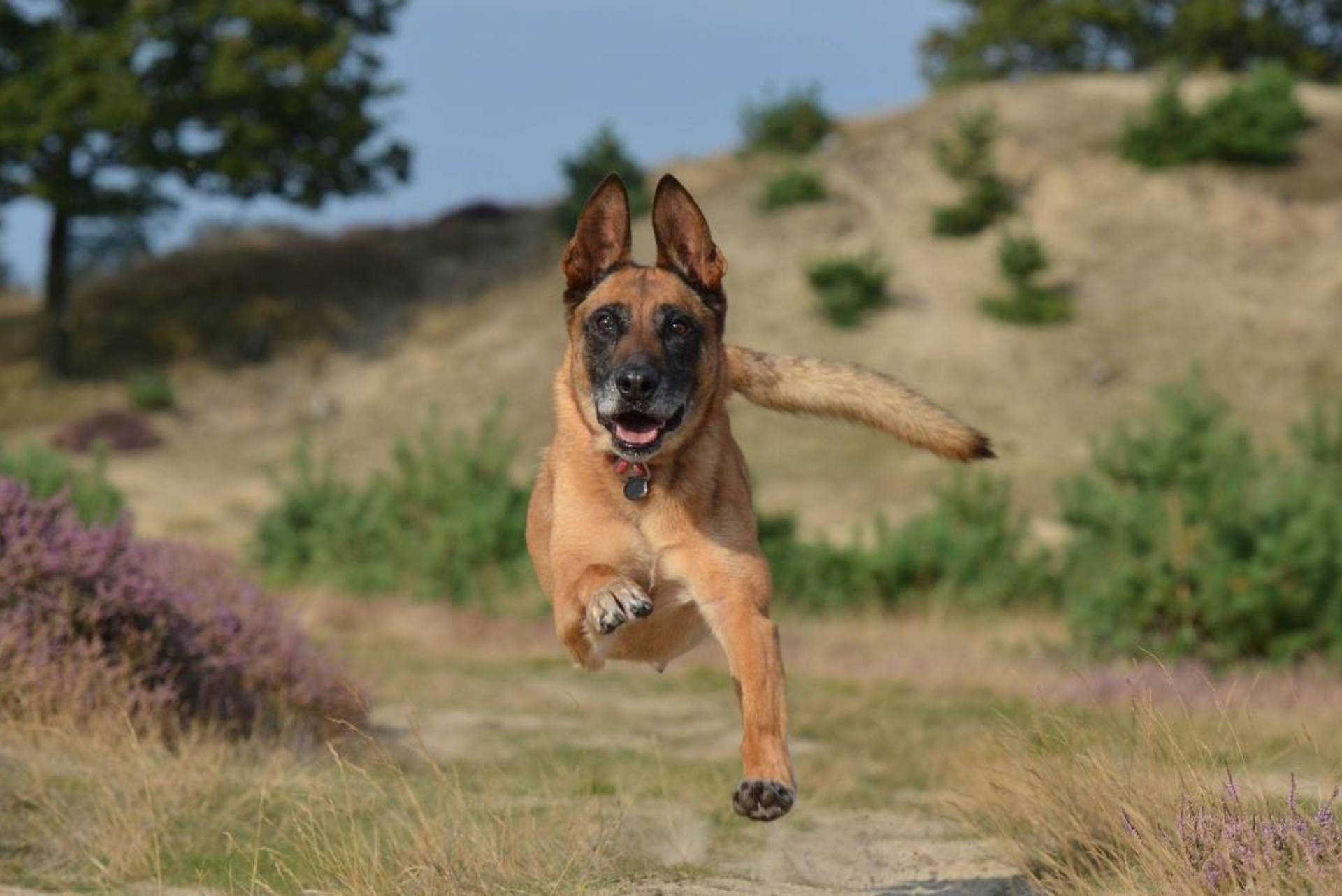 entrenamiento-de-rastreo-ybúsqueda-profesional-para-perros-león (3)