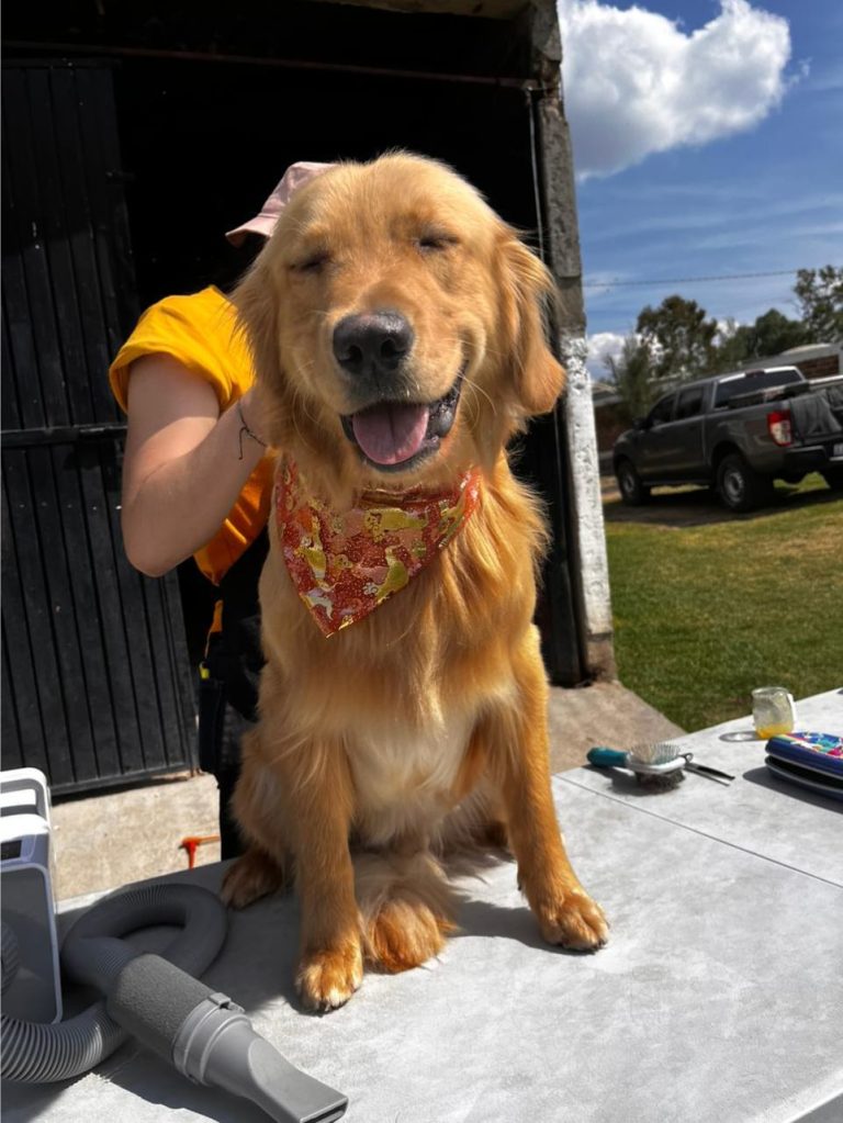 servicio-de-estética-canina-a-domicilio (2)