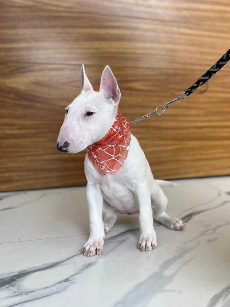 servicio-de-baño-y-estética-canina-a-domicilio