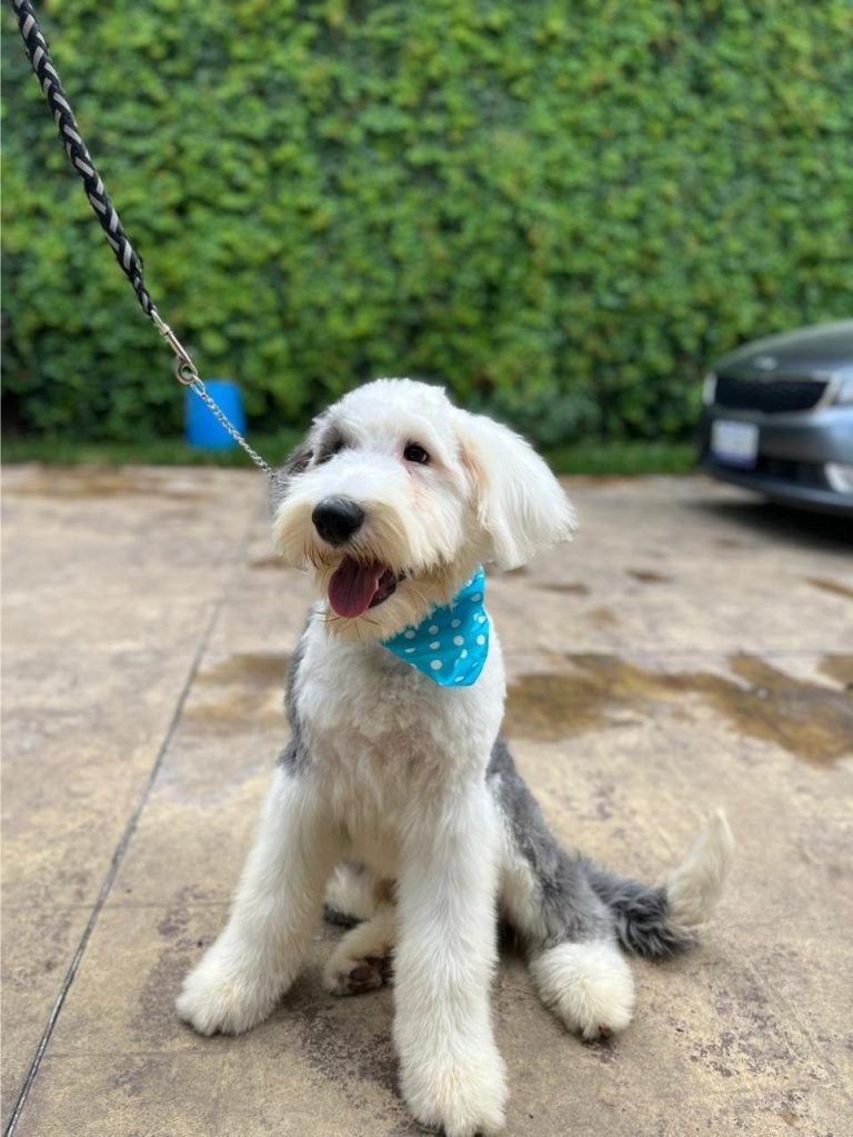 servicio-de-estética-canina-a-domicilio (4)