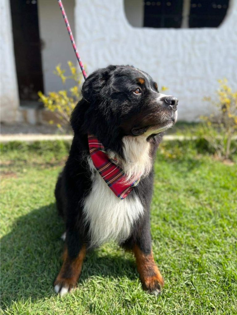 servicio-de-estética-canina-a-domicilio (5)