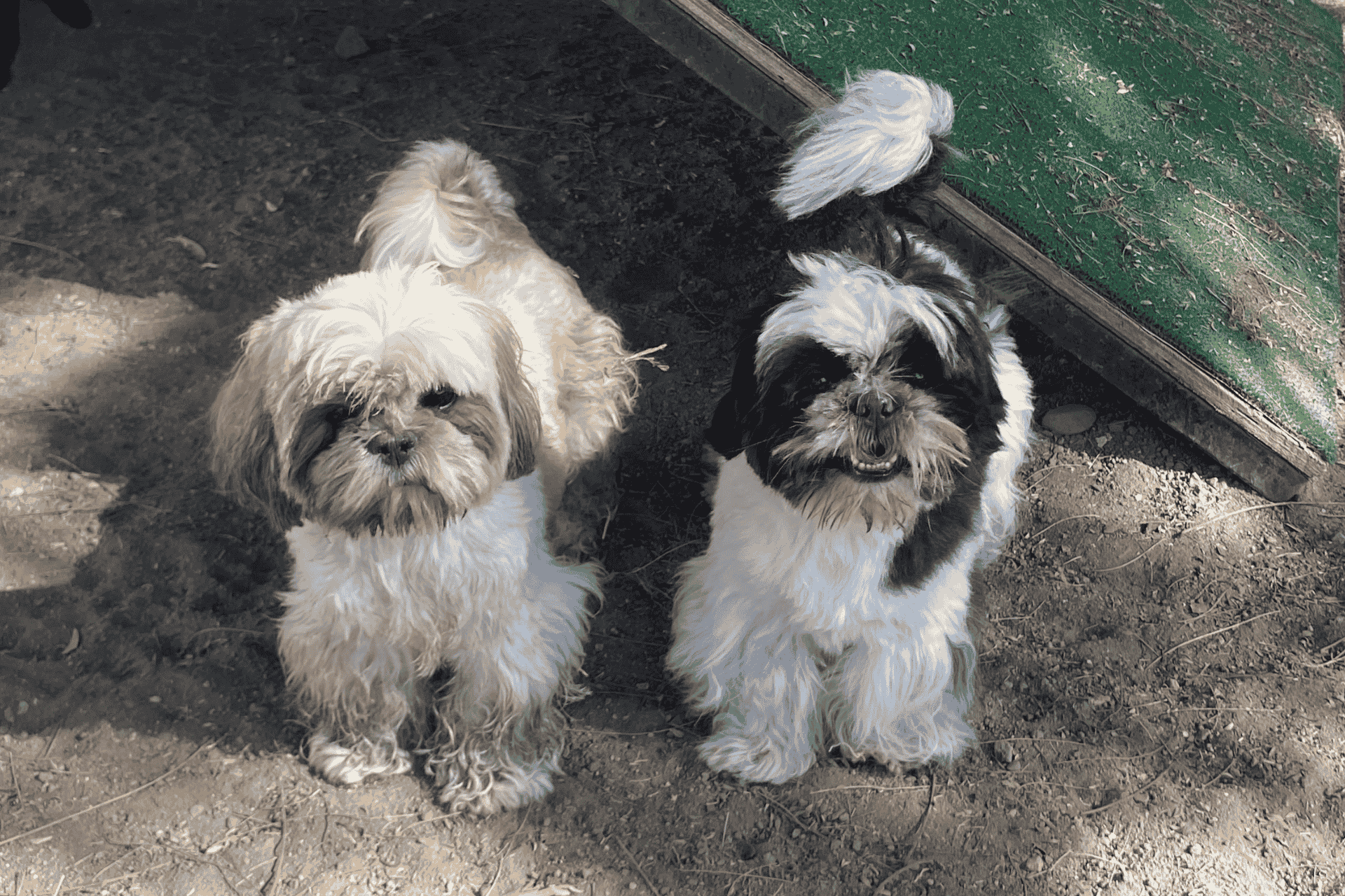 servicio-de-hotel-estadia-para-perros