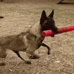 entrenamiento-de-rastreo
