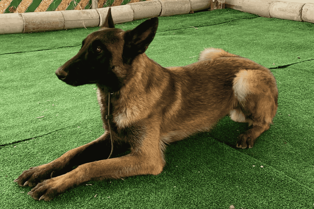 escuela-canina-especializada-en-entrenamiento-canino