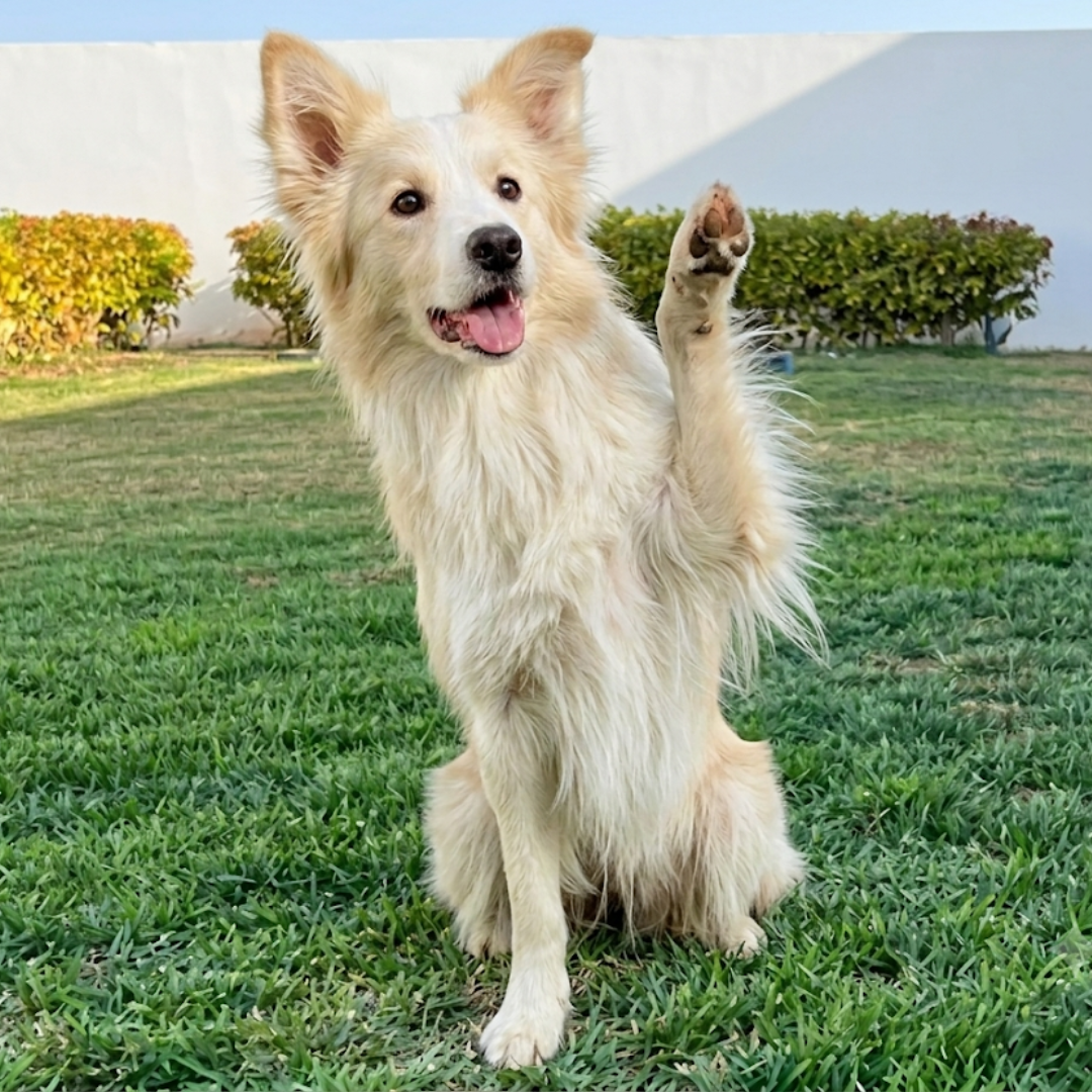 Comunicación Canina y Lenguaje Corporal