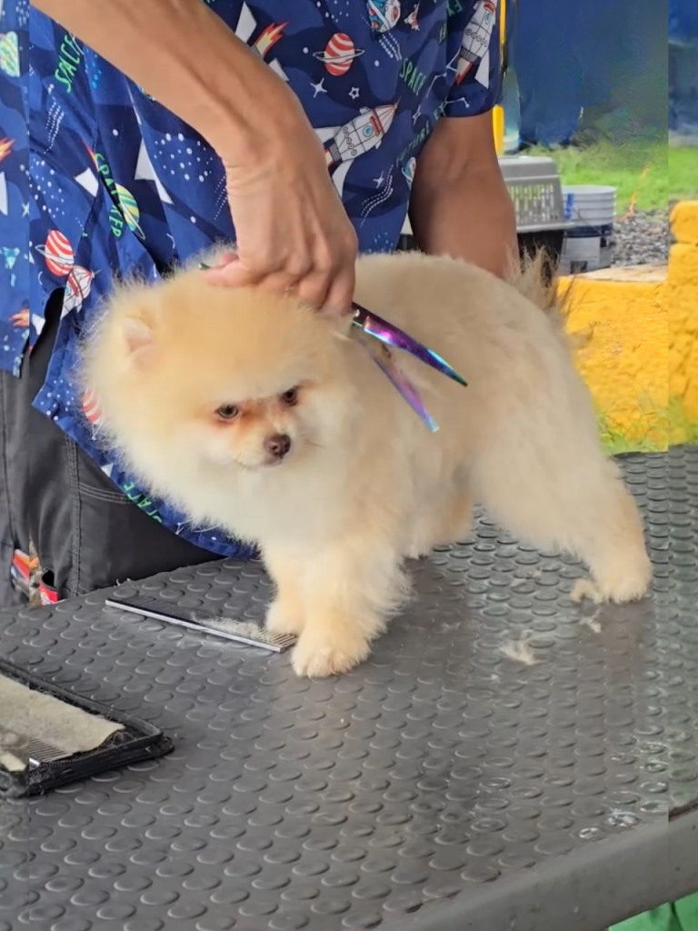 estetica canina leon guanajuato