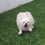 entrenamiento correccion de conductas agresivas en perros leon guanajuato etologo