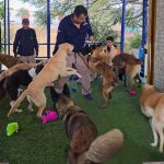 socializacion canina en leon guanajuato